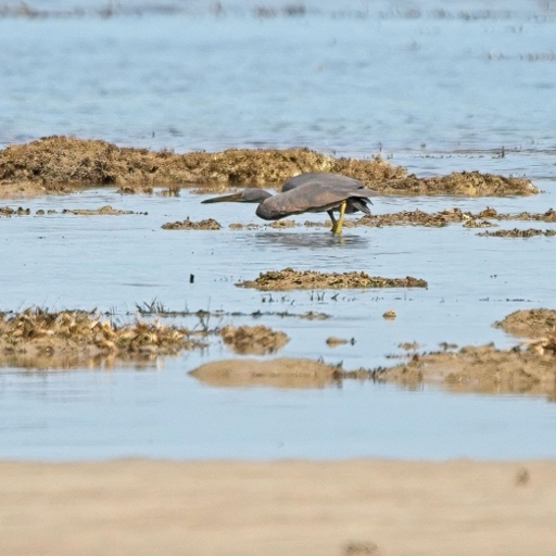Pacific Reef Egret