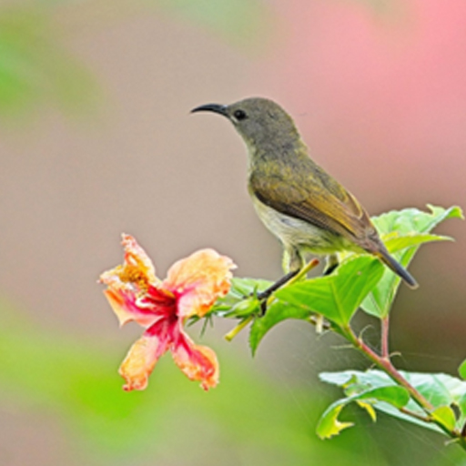 Lovely Sunbird